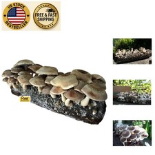 Quick start shiitake for sale  Sunrise Beach