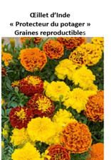 Graines récolte 2024 d'occasion  France