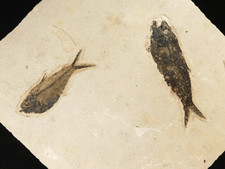 Two species million for sale  Salt Lake City