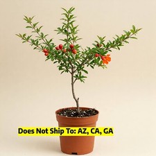 Salavatski pomegranate tree for sale  Vero Beach