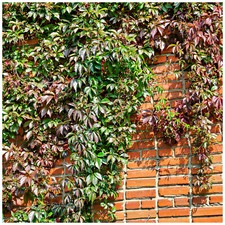 Parthenocissus henryana chines for sale Parthenocissus henryana chines for sale  NEWTOWNARDS
