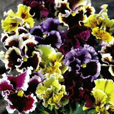 Pansy frizzle sizzle for sale  IPSWICH