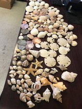 Huge lot shells for sale  Chico