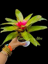 Neoregelia big sun for sale  USA