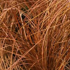 Carex comans milk for sale  WALLINGFORD