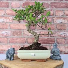 Ficus microcarpa indoor for sale  LEEDS