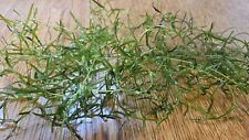 Guppy grass 10g for sale  BURTON-ON-TRENT