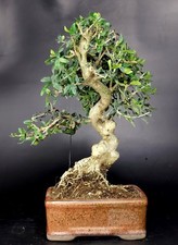 Bonsai olivastro wildolive usato  Cison di Valmarino
