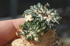 Cactus cactus ariocarpus usato  Spedire a Italy