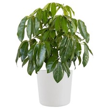Umbrella plant schefflera for sale  Los Angeles
