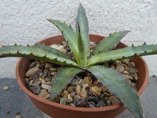 Agave xylonacantha shown for sale  PLYMOUTH