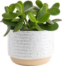 Beautiful jade plant for sale  Gloucester City