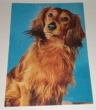 Alte dackel dachshund gebraucht kaufen  Haßmersheim