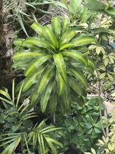 Dracaena fragrans fresh for sale  Opa Locka