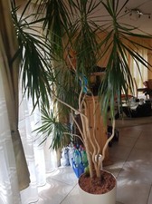 Pflanze topf drachenbaum gebraucht kaufen  Waldalgesheim