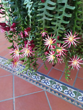 selenicereus d'occasion selenicereus d'occasion Cagnes-sur-Mer