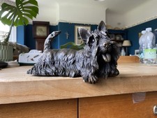 scottish terrier for sale  BLACKBURN