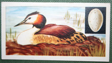 Great crested grebe for sale  DERBY