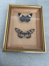 Vintage taxidermy mounted for sale  Bettendorf
