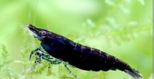 Crevette neocaridina aquarium d'occasion  Vertaizon