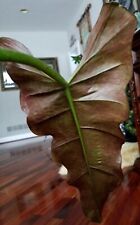 Rare philodendron weeks for sale  Glenmoore
