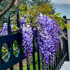 Chinese wisteria wisteria for sale  FRESHWATER