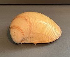 Atlantic giant cockle for sale  BOSTON