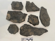 Ammoniten dactylioceras holzma gebraucht kaufen  Seevetal