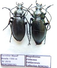 Carabus megodontus violaceus d'occasion  Le Havre-