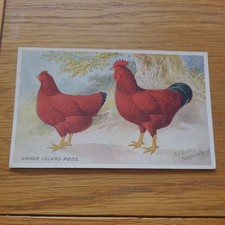 rhode island red for sale rhode island red for sale BISHOP'S STORTFORD