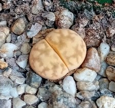 Lithops karasmontana sunstone for sale  CHESTER