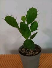 Opuntia brasiliensis usato  Lentini