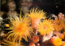 C19188 sea anemone for sale  LONDON
