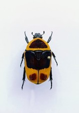 Entomology taxidermy pachnoda usato  Roma
