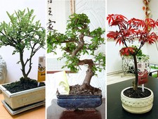 Traditional forest bonsai for sale  BIRMINGHAM