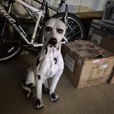 Large great dane for sale  RICHMOND