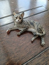 Leonardo collection tabby for sale  WOLVERHAMPTON