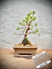 Pinus sylvestris skogbygda gebraucht kaufen  Lübben (Spreewald)