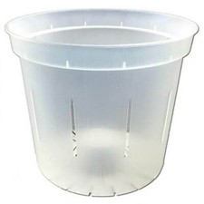Slotted clear orchid for sale  Rehoboth Beach