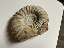 ammonite large for sale  Pennington