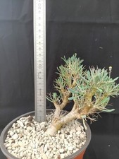 plantes cactus d'occasion plantes cactus d'occasion  Sainte-Croix-Volvestre