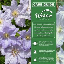 Clematis blue angel for sale  USA