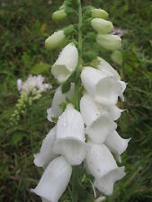Digitalis foxglove alba for sale  SALISBURY
