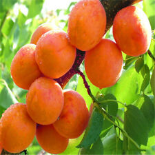 Sweet delicious apricot for sale  ROCHDALE