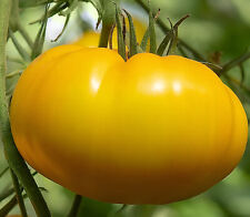 giant tomato plants for sale  Spring Branch