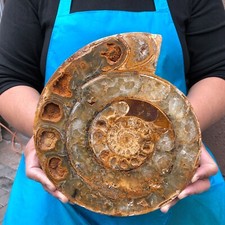 Caracola fósil en rodajas pulidas naturales de 4,66 lb con muestras minerales curativos 2286 segunda mano  Embacar hacia Mexico