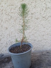 Plant pin sylvestre d'occasion  Blagnac