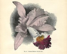 Stampa antica fiori usato  Lecco