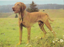 Magyar vizsla cartolina usato  Spedire a Italy