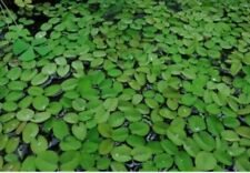 Water spangles salvinia for sale  STEVENAGE